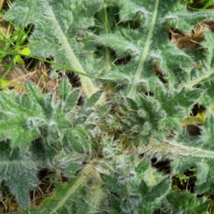 Cirsium vulgare at Bungendore, NSW - 10 Sep 2022