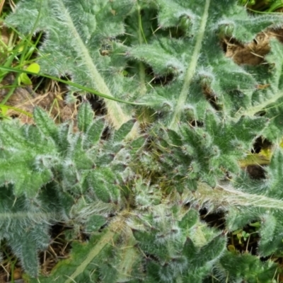 Cirsium vulgare (Spear Thistle) at Bungendore, NSW - 10 Sep 2022 by clarehoneydove