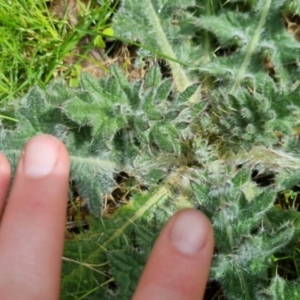 Cirsium vulgare at Bungendore, NSW - 10 Sep 2022 10:34 AM