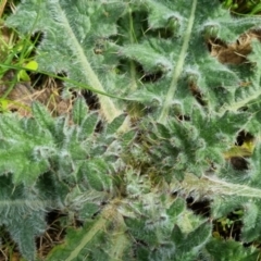 Cirsium vulgare at Bungendore, NSW - 10 Sep 2022 10:34 AM