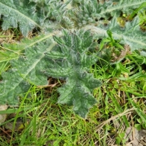 Cirsium vulgare at Bungendore, NSW - 10 Sep 2022