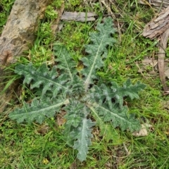 Cirsium vulgare at Bungendore, NSW - 10 Sep 2022 10:34 AM