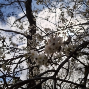 Pyrus sp. at Bungendore, NSW - 10 Sep 2022 10:05 AM