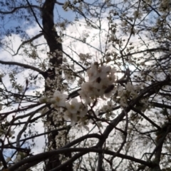 Pyrus sp. at Bungendore, NSW - 10 Sep 2022 10:05 AM