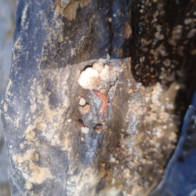 Anzoplana trilineata (A Flatworm) at Bungendore, NSW - 10 Sep 2022 by clarehoneydove