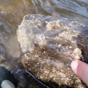 Anzoplana trilineata at Bungendore, NSW - suppressed