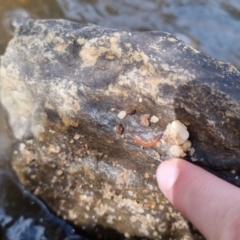 Anzoplana trilineata at Bungendore, NSW - suppressed