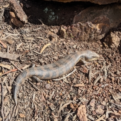 Tiliqua scincoides scincoides (Eastern Blue-tongue) at Mount Ainslie - 10 Sep 2022 by WalterEgo