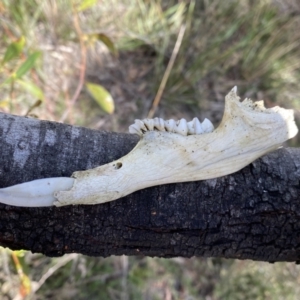 Macropus sp. at Jerrabomberra, NSW - 10 Sep 2022