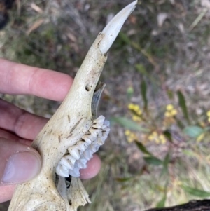 Macropus sp. at Jerrabomberra, NSW - 10 Sep 2022