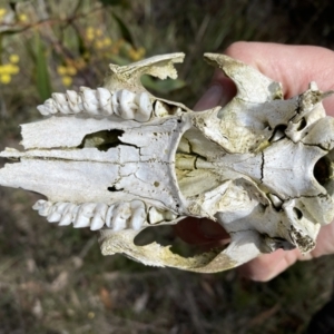 Macropus sp. at Jerrabomberra, NSW - 10 Sep 2022