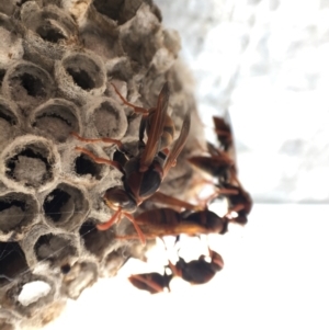 Polistes (Polistella) humilis at Hackett, ACT - 20 Feb 2022