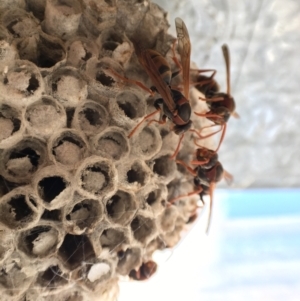 Polistes (Polistella) humilis at Hackett, ACT - 20 Feb 2022