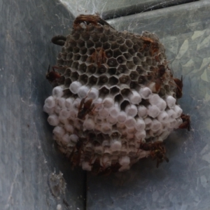 Polistes (Polistella) humilis at Hackett, ACT - 20 Feb 2022