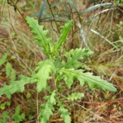 Senecio bathurstianus (Rough Fireweed) at Isaacs, ACT - 10 Sep 2022 by Mike