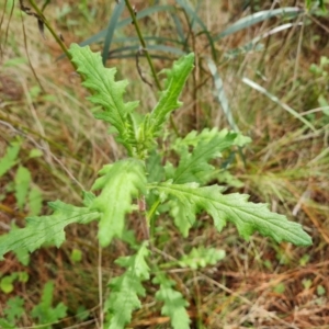 Senecio bathurstianus at Isaacs, ACT - 10 Sep 2022