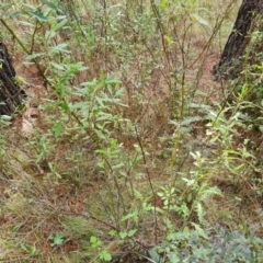 Senecio bathurstianus at Isaacs, ACT - 10 Sep 2022