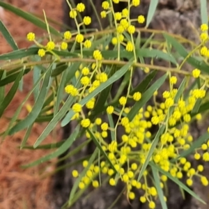 Acacia fimbriata at Isaacs, ACT - 10 Sep 2022