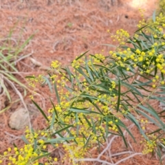 Acacia fimbriata at Isaacs, ACT - 10 Sep 2022