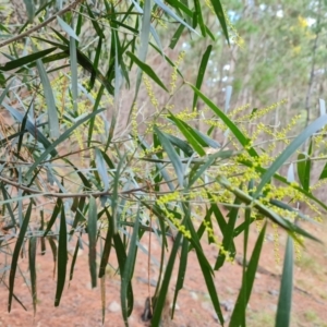 Acacia floribunda at Jerrabomberra, ACT - 10 Sep 2022