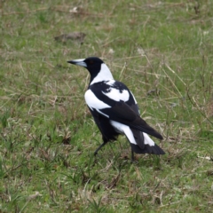 Gymnorhina tibicen (Australian Magpie) at Stromlo, ACT - 10 Sep 2022 by MatthewFrawley