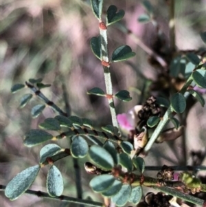 Indigofera adesmiifolia at Lyons, ACT - 7 Sep 2022 04:44 PM