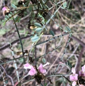 Indigofera adesmiifolia at Lyons, ACT - 7 Sep 2022 04:44 PM