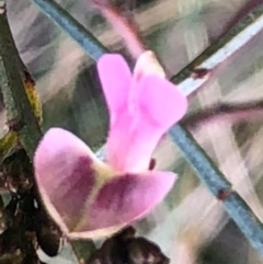 Indigofera adesmiifolia at Lyons, ACT - 7 Sep 2022 04:44 PM