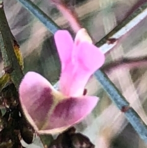 Indigofera adesmiifolia at Lyons, ACT - 7 Sep 2022