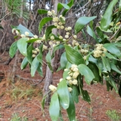 Acacia melanoxylon (Blackwood) at Isaacs, ACT - 10 Sep 2022 by Mike
