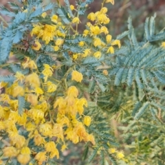 Acacia baileyana x Acacia dealbata (Cootamundra Wattle x Silver Wattle (Hybrid)) at Jerrabomberra, ACT - 10 Sep 2022 by Mike