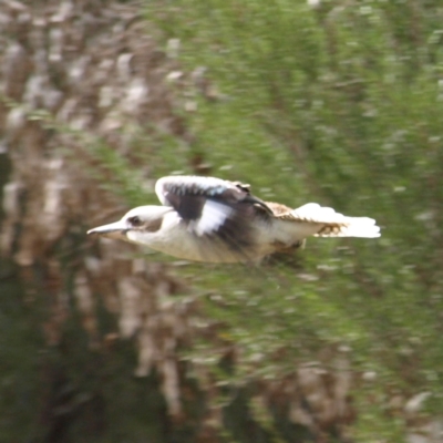 Dacelo novaeguineae (Laughing Kookaburra) at Stromlo, ACT - 10 Sep 2022 by MatthewFrawley