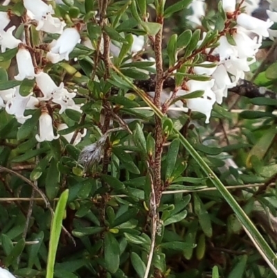 Cryptandra amara (Bitter Cryptandra) at Lyons, ACT - 5 Sep 2022 by GregC