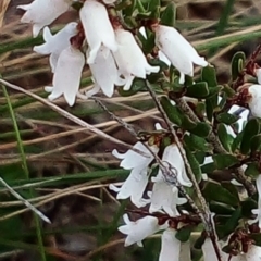 Cryptandra amara at Lyons, ACT - 5 Sep 2022