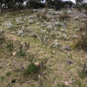 Cryptandra amara at Lyons, ACT - 5 Sep 2022