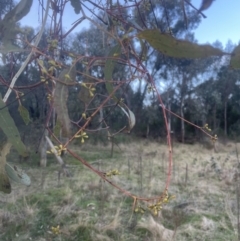 Eucalyptus melliodora (Yellow Box) at Aranda, ACT - 10 Sep 2022 by lbradley