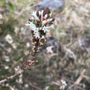 Brachyloma daphnoides at Lyons, ACT - 8 Sep 2022 02:22 PM