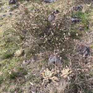 Brachyloma daphnoides at Lyons, ACT - 8 Sep 2022