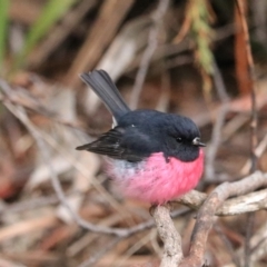 Petroica rodinogaster (Pink Robin) at Nietta, TAS - 7 Sep 2022 by Rixon