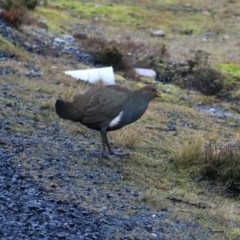 Tribonyx mortierii (Tasmanian Nativehen) at Cradle Mountain, TAS - 7 Sep 2022 by Rixon