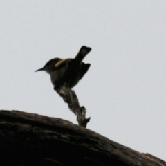 Phylidonyris pyrrhopterus (Crescent Honeyeater) at Cradle Mountain, TAS - 9 Sep 2022 by Rixon