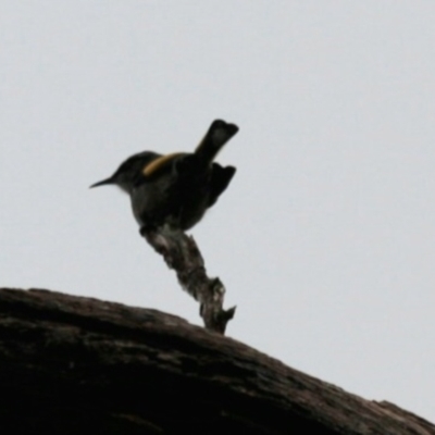 Phylidonyris pyrrhopterus (Crescent Honeyeater) at Cradle Mountain, TAS - 9 Sep 2022 by Rixon