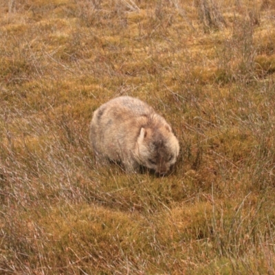 Vombatus ursinus (Common wombat, Bare-nosed Wombat) at Cradle Mountain, TAS - 8 Sep 2022 by Rixon