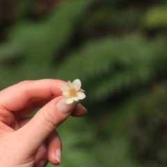 Atherosperma moschatum (Black Sassafras) at Moina, TAS - 9 Sep 2022 by Rixon