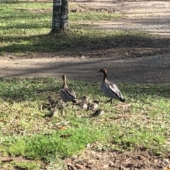 Chenonetta jubata (Australian Wood Duck) at Bellingen, NSW - 10 Sep 2022 by Topknot