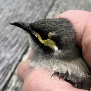 Caligavis chrysops at Aranda, ACT - 10 Sep 2022