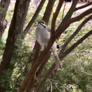 Caligavis chrysops at Aranda, ACT - 10 Sep 2022