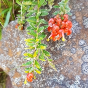 Grevillea alpina at Acton, ACT - 10 Sep 2022 01:23 PM