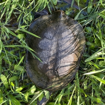 Chelodina longicollis (Eastern Long-necked Turtle) at Murrumbateman, NSW - 9 Sep 2022 by SimoneC