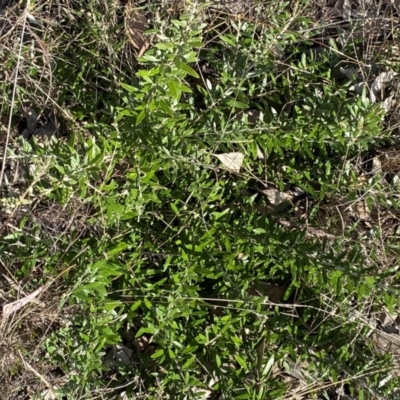 Olea europaea subsp. cuspidata (African Olive) at Mount Jerrabomberra QP - 10 Sep 2022 by Steve_Bok